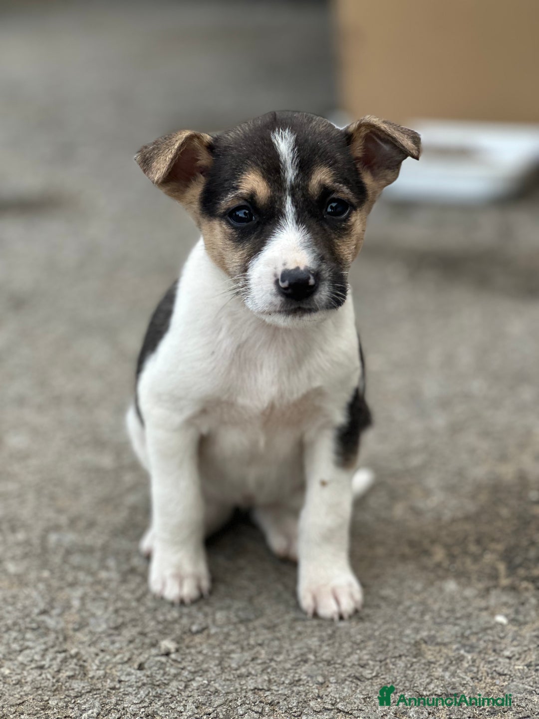 Altre razze cani in regalo: CUCCIOLI IN CERCA DI ADOZIONE - Annuncio 16