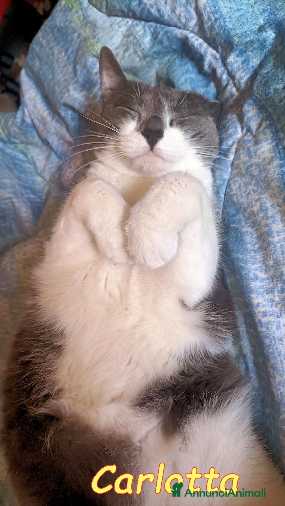 Europeo gatti URGENTISSIMO🚨 a Città metropolitana di Milano - Annuncio 2