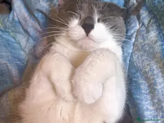 Europeo gatti URGENTISSIMO🚨 a Città metropolitana di Milano - Annuncio 2