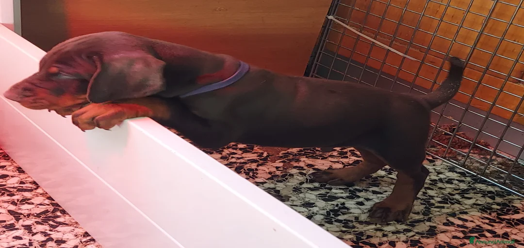 Immagine della galleria {{count}}