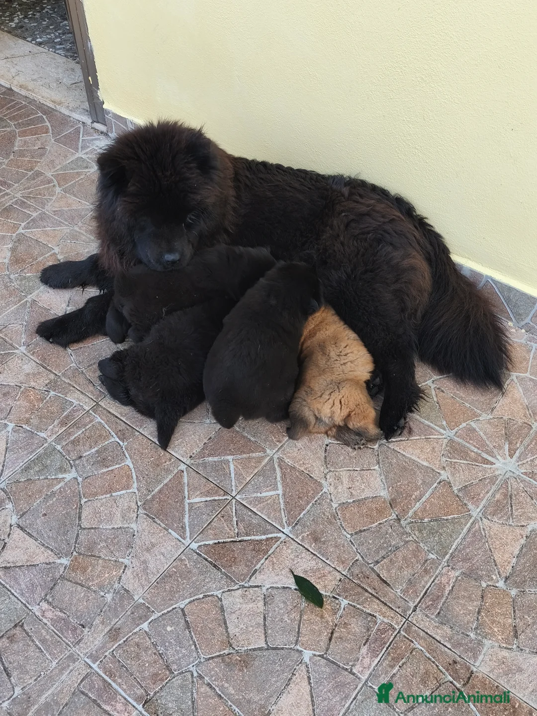 Chow Chow cani in vendita: Cuccioli di cane Chow chow  - Annuncio 4