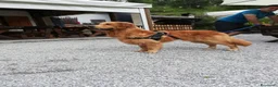 Golden Retriever cani per accoppiamento: Accoppiamento golden retriver a Provincia di Padova - Annuncio 2