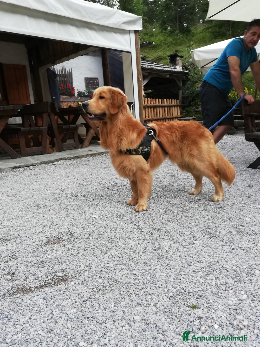 Golden Retriever cani per accoppiamento: Accoppiamento golden retriver a Provincia di Padova - Annuncio 2