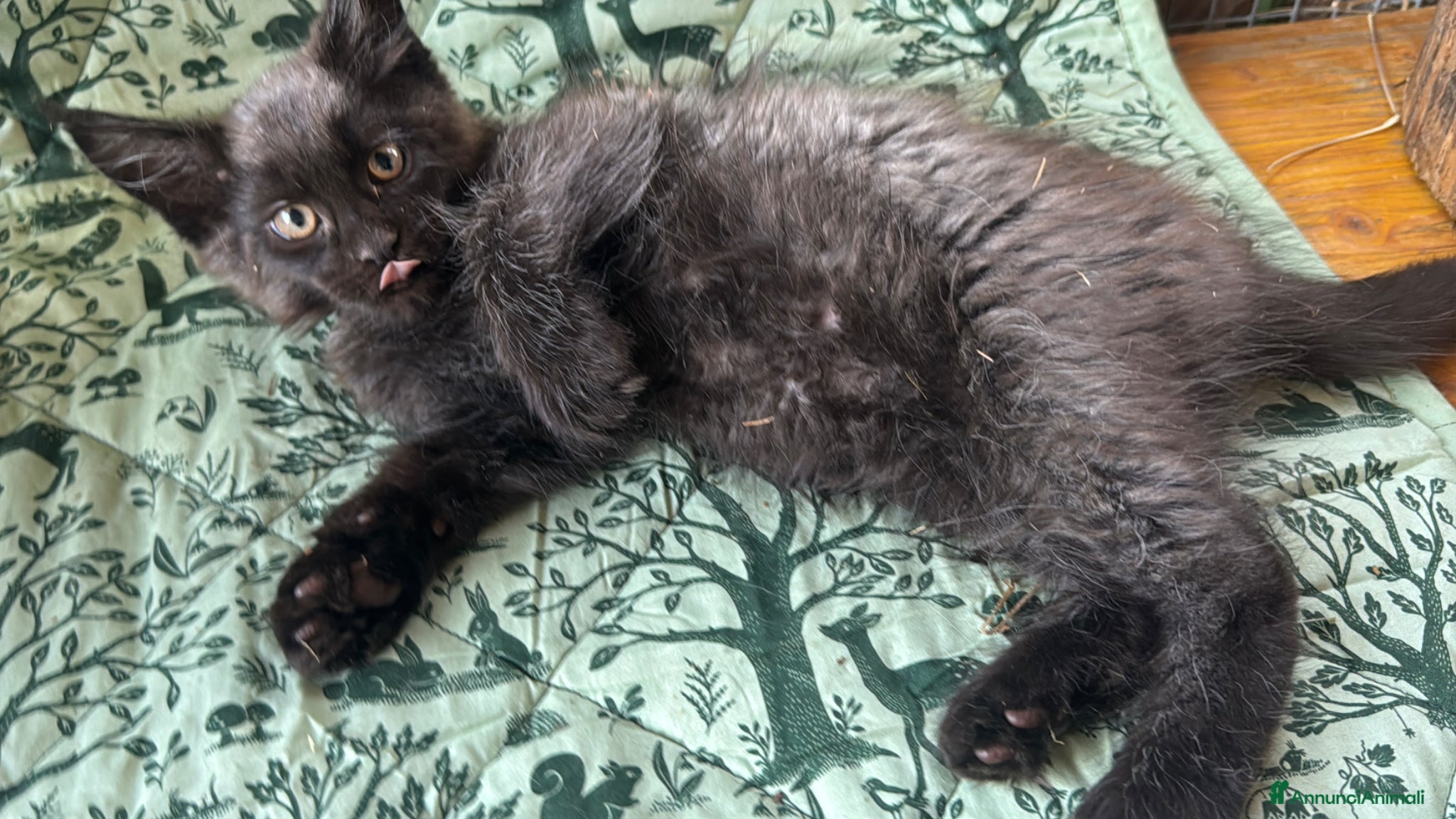 Maine Coon gatti in vendita: Cuccioli di maine coon manto black smoke - Annuncio 12
