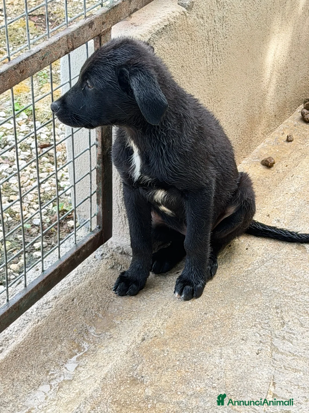 Meticcio cani in regalo: Max maschio a Provincia di Como - Annuncio 4