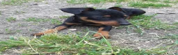 Pinscher Miniatura cani in vendita: Cucciola di Zwergpinscher , Pincher  - Annuncio 4
