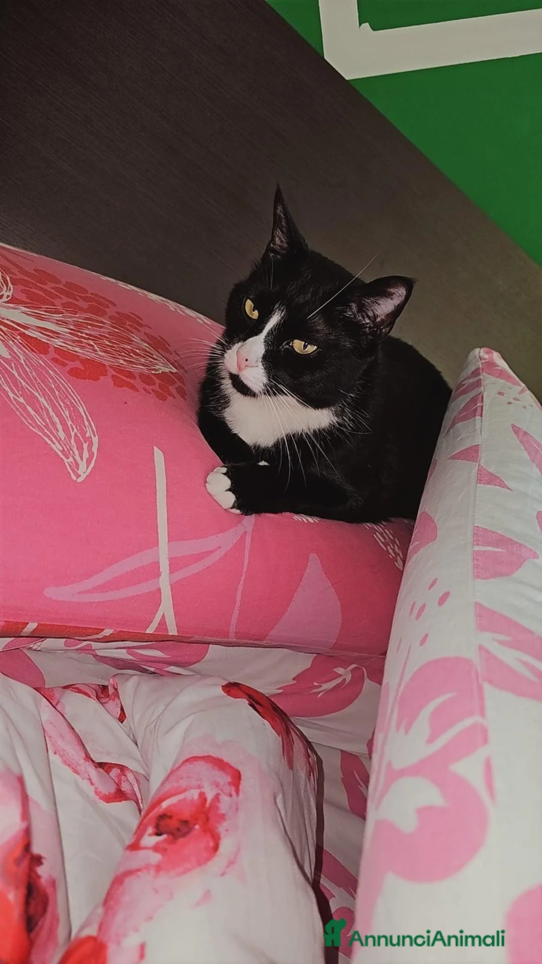 Meticcio gatti in regalo: GATTO - Annuncio 3