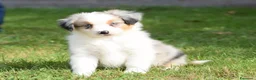 Miniature American Shepherd cani in vendita: MINIATURE AMERICAN SHEPHERD - Annuncio 20