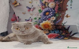 Scottish gatti in vendita: Scottish fold lilac  - Annuncio 6