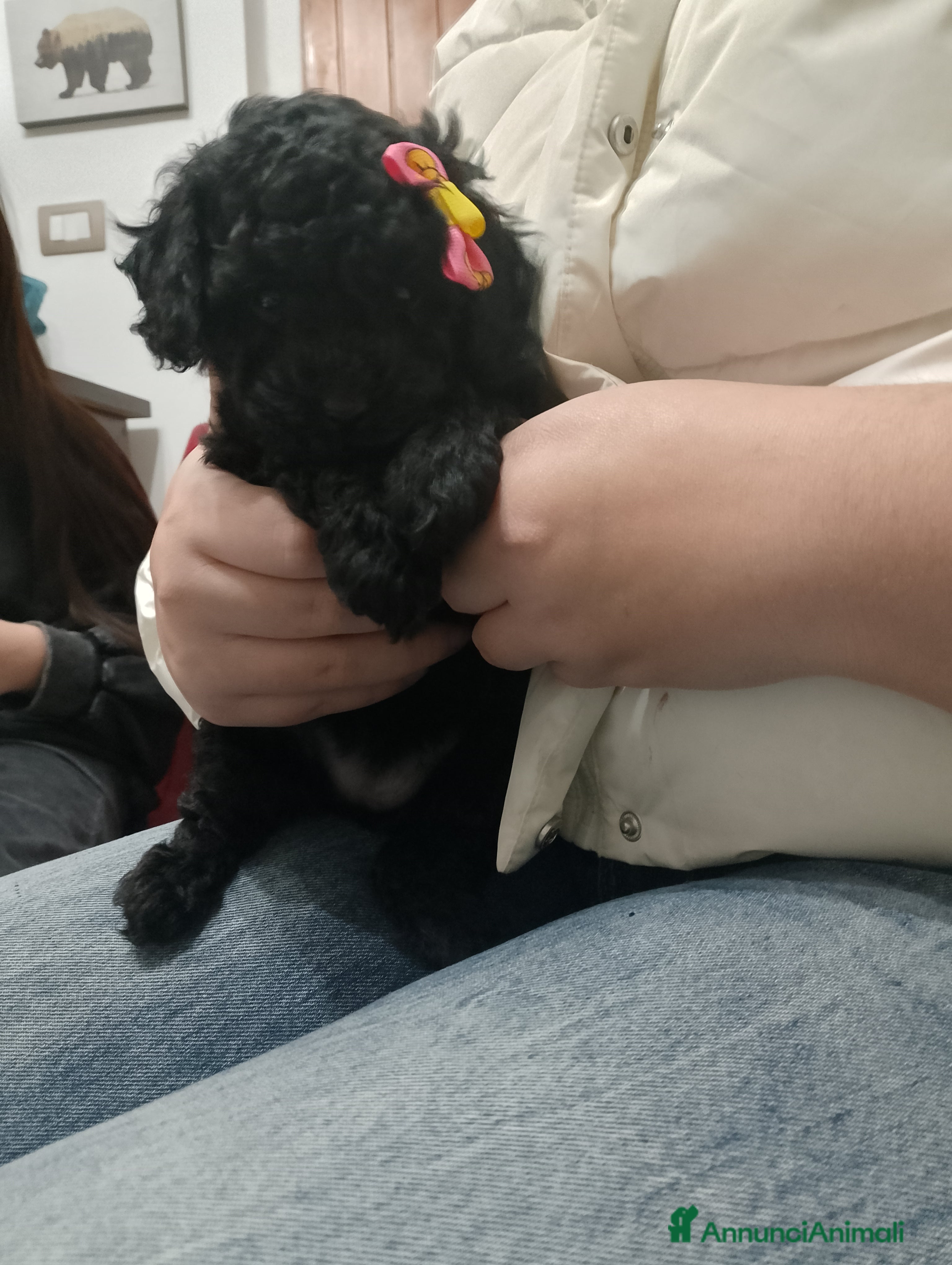 Barboncino cani Barboncino Nano - Annuncio 2