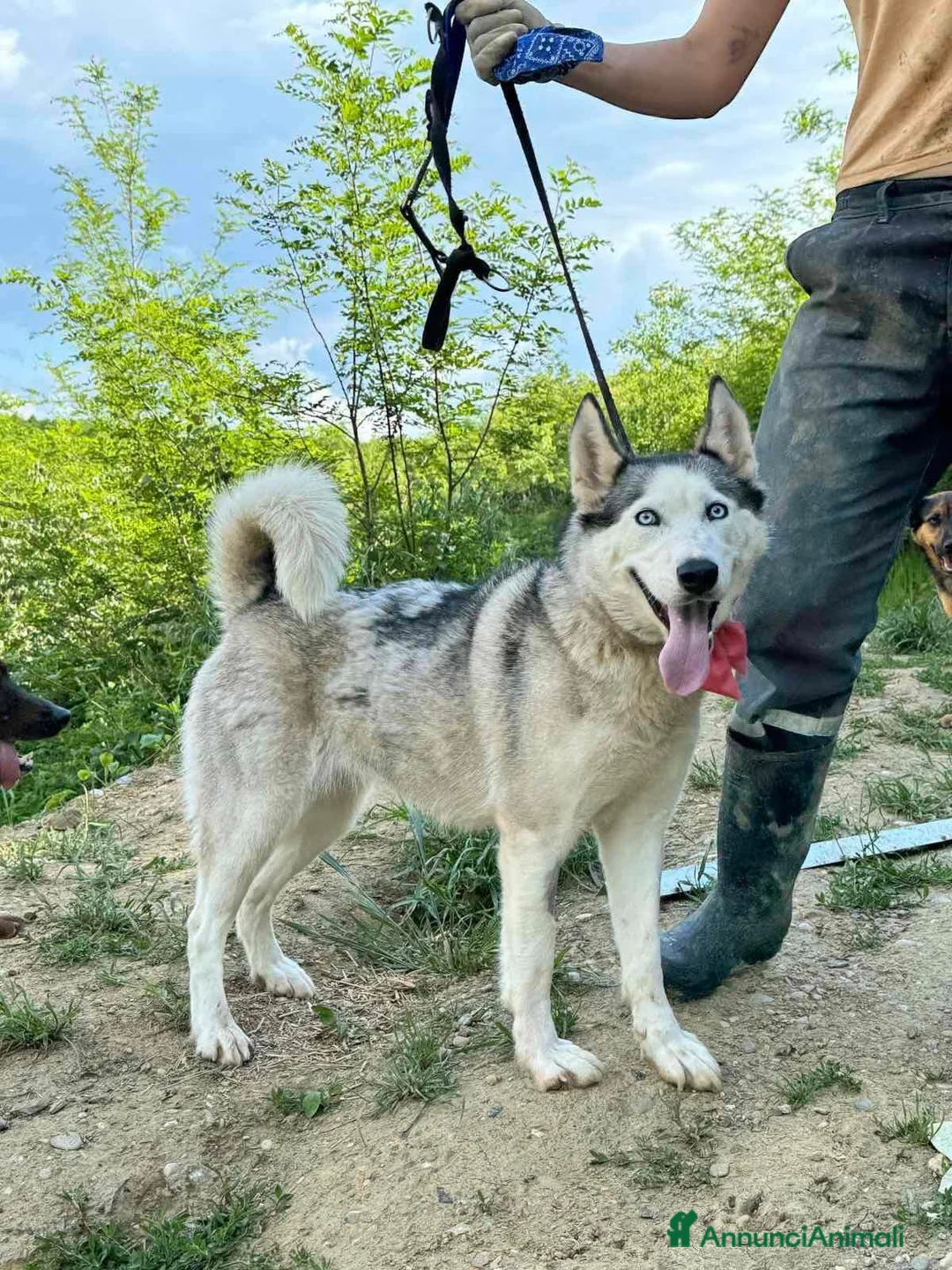 Husky cani in regalo: CINDY, splendida HUSKY cerca famiglia! - Annuncio 12