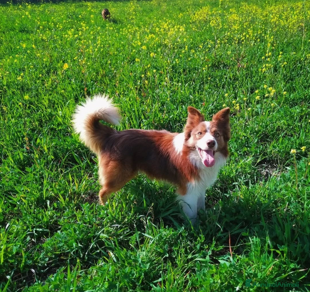 Border Collie cani in vendita: Border Collie  - Annuncio 12