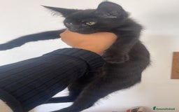 Maine Coon gatti in vendita: Cuccioli misti Maine coon  - Immagine 2