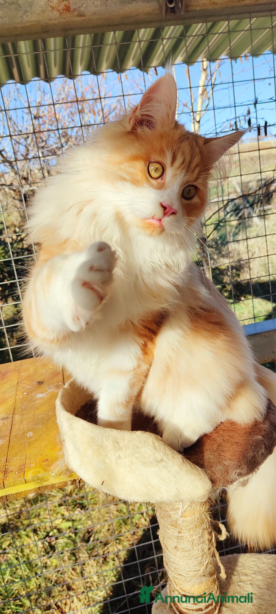 Maine Coon gatti per accoppiamento: Simba cerca fifanzata - Annuncio 1