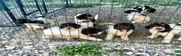 Lagotto cani in vendita: Cuccioli di lagotto  a Provincia di Piacenza - Annuncio 6