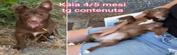 Meticcio cani in regalo: Servono adozioni x salvarli a Provincia di Modena - Annuncio 3