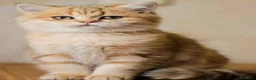 Scottish gatti in vendita: Cuccioli Scottih Straight  a Provincia di Pordenone - Annuncio 6