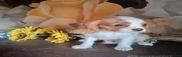Cavalier King cani in vendita: Cuccioli Cavalier king pedigree - Annuncio 4