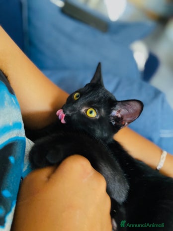 Europeo gatti - Annuncio 2