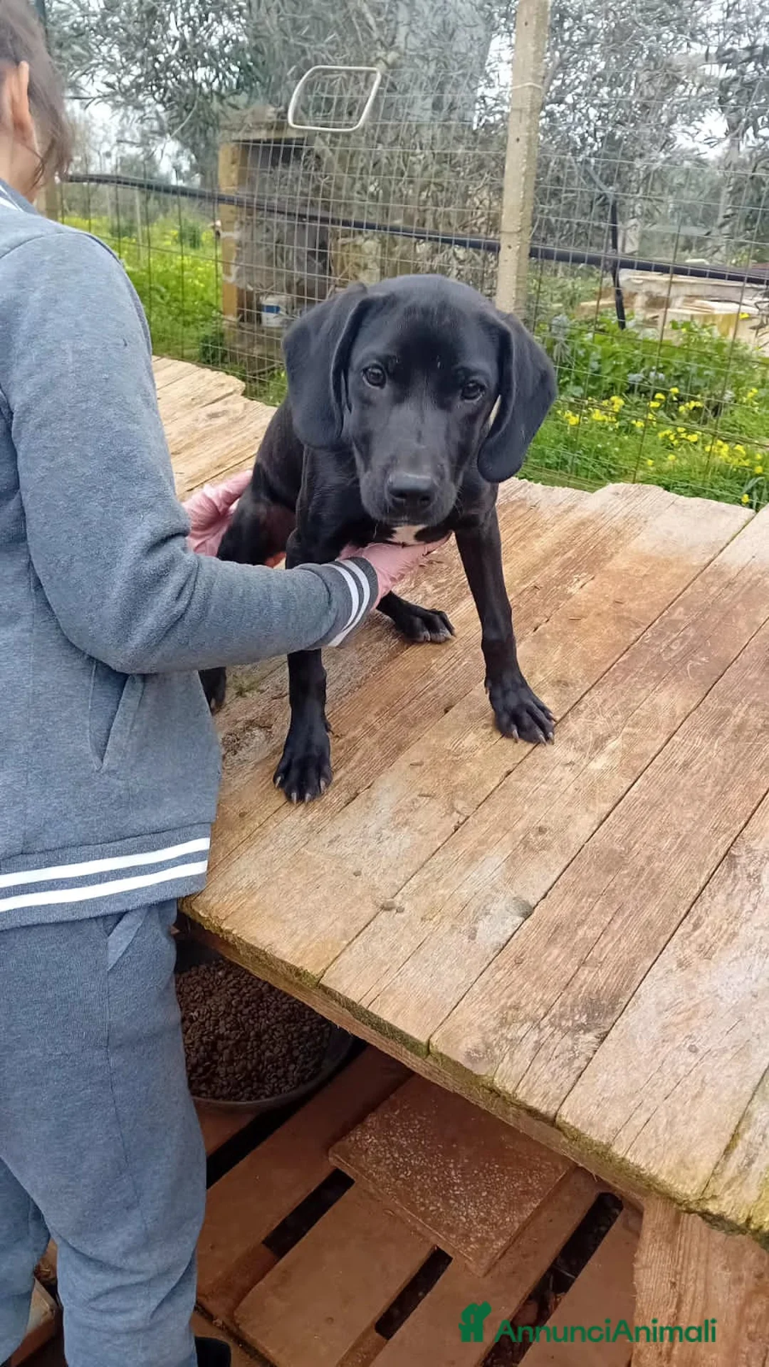 Altre razze cani in regalo: margy - Annuncio 3