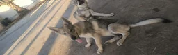 Lupo Cecoslovacco cani in vendita: 2 femmine Cane Lupo Cecoslovacco con pedigree a Provincia di Brindisi - Annuncio 5