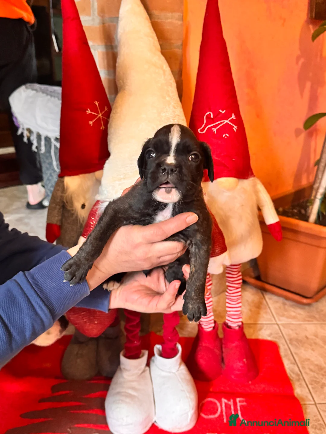 Boxer cani in vendita: Cucciole boxer - Annuncio 5