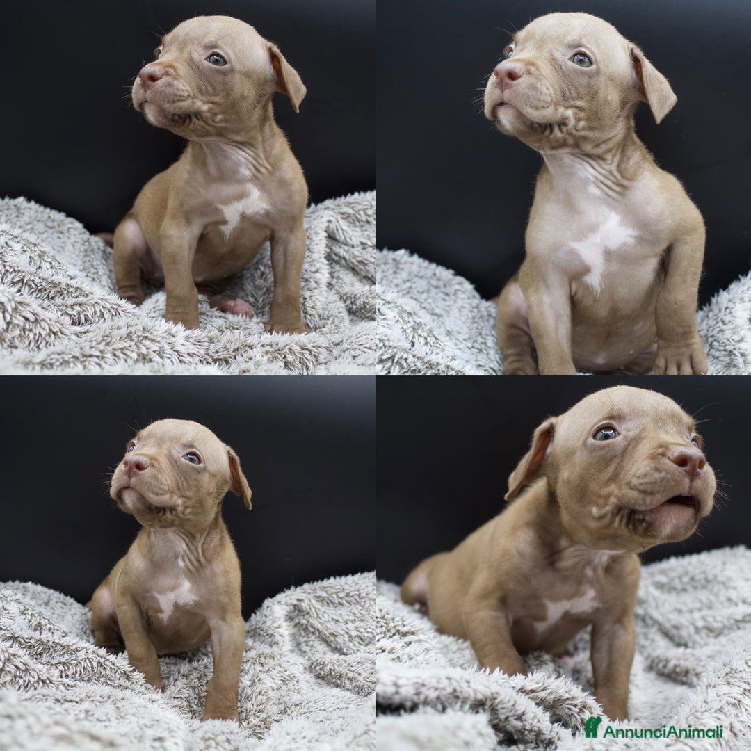 Pitbull cani in vendita: Cuccioli Pitbull con pedigree  - Annuncio 5