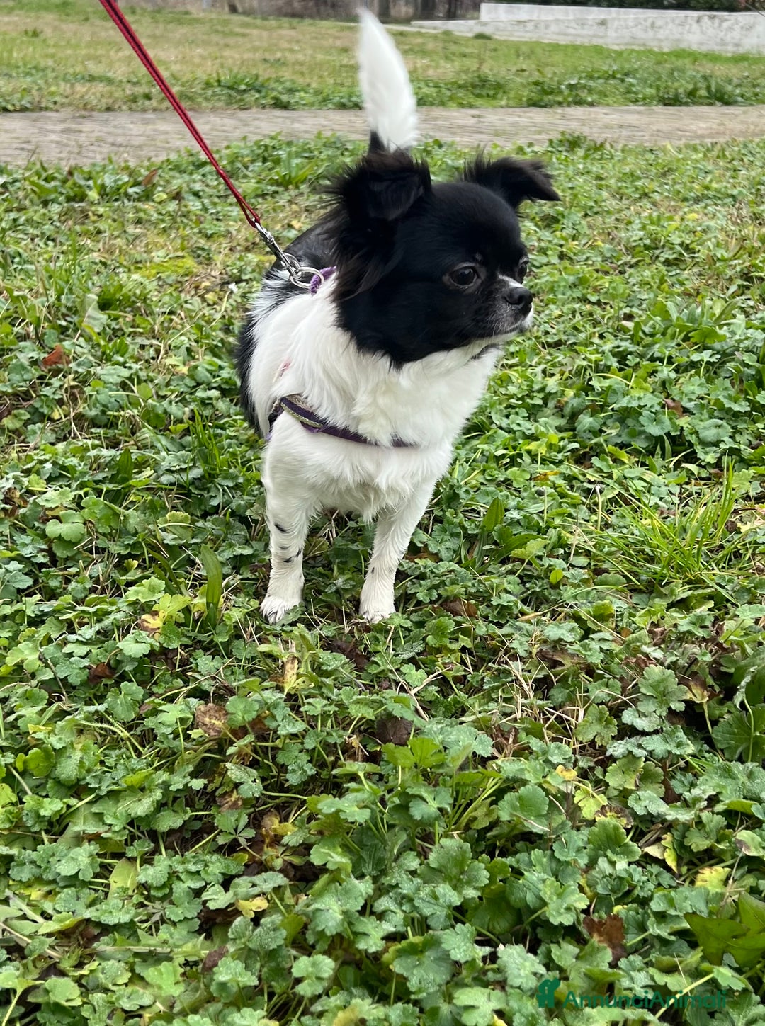 Chihuahua cani in vendita: Chihuahua pedigree Enci femmina pelo lungo - Annuncio 3