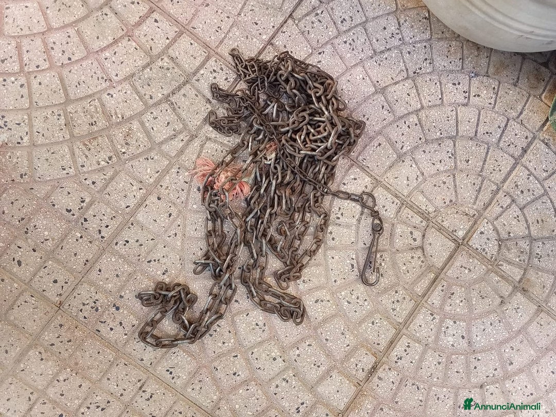 Meticcio cani in regalo: Gigio: 2 anni, socievole, equilibrato - Annuncio 7