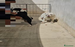 Meticcio cani in regalo: Consuelo: adozione del cuore o stallo  a Città Metropolitana di Genova - Immagine 12