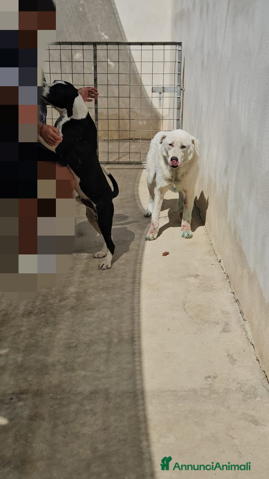 Meticcio cani in regalo: Consuelo: adozione del cuore o stallo  a Città Metropolitana di Genova - Annuncio 12