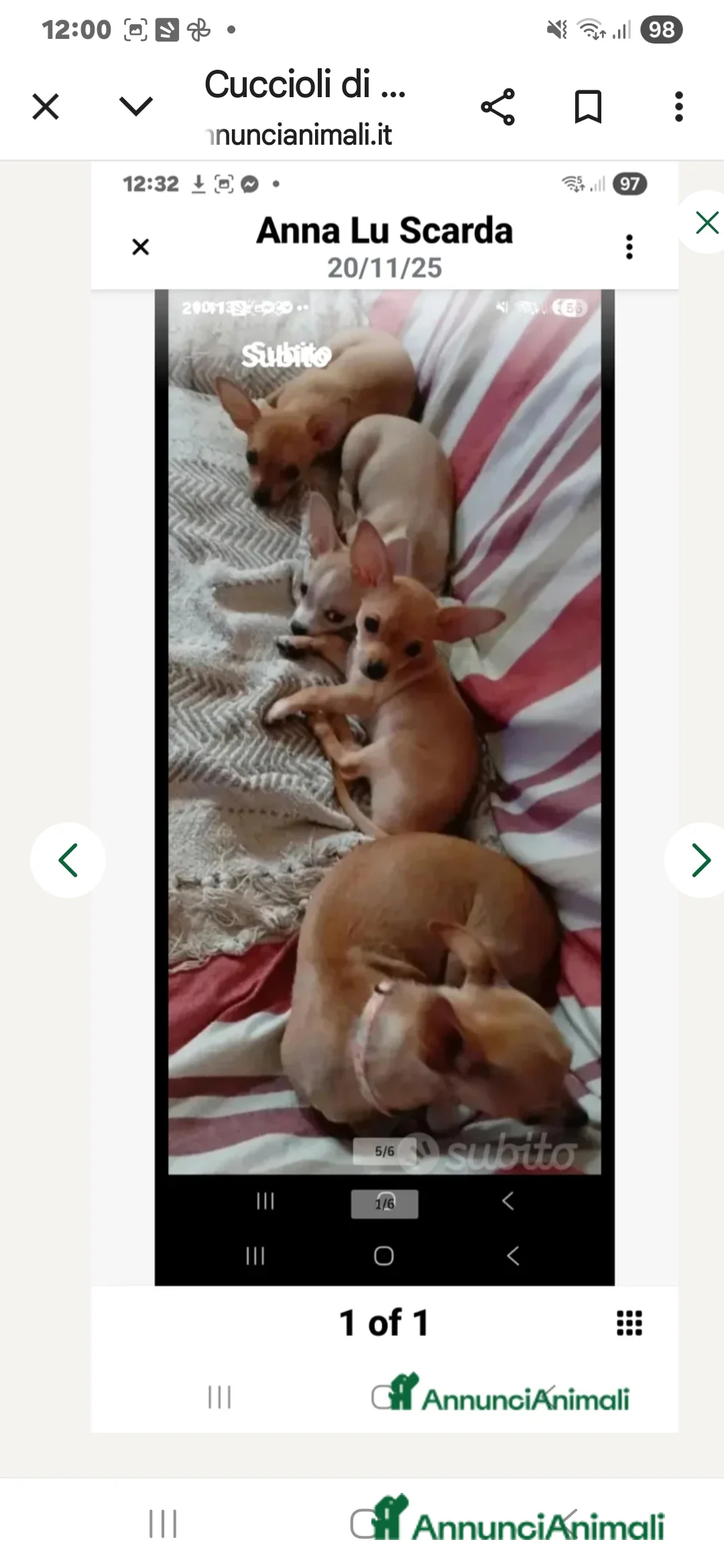 Chihuahua cani in vendita: Cuccioli di chihuahua - Annuncio 19