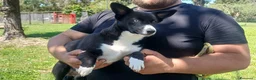 Meticcio cani in regalo: IL BELLISSIMO GEORGE CERCA LA SUA CASA - Annuncio 4