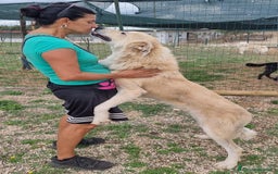 Meticcio cani in regalo: Patrick, il capolavoro! a Città Metropolitana di Bari - Immagine 2