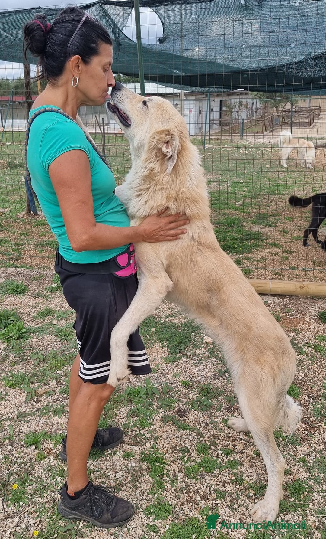 Meticcio cani in regalo: Patrick, il capolavoro! a Città Metropolitana di Bari - Immagine 2
