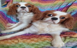 Cavalier King cani in vendita: Cavalier king a Provincia di Mantova - Immagine 5