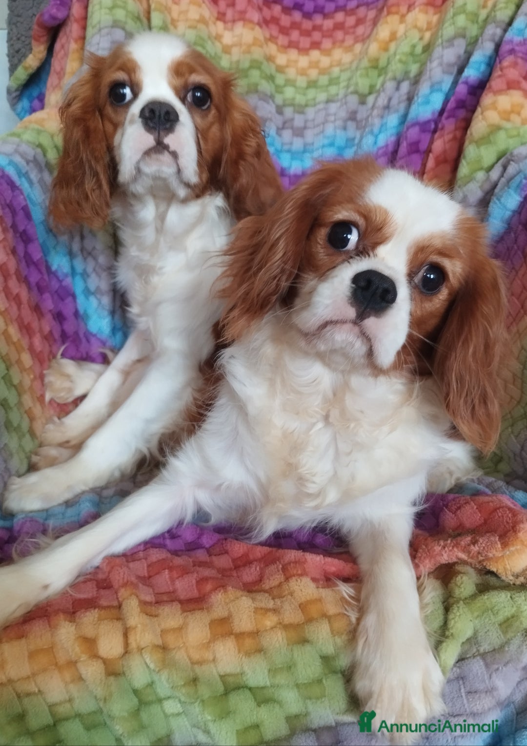 Cavalier King cani in vendita: Cavalier king a Provincia di Mantova - Immagine 5