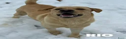 Labrador cani in regalo: RIO, stupendo mix LABRADOR dolcissimo! - Annuncio 5