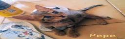Europeo gatti in regalo:  PEPE DOLCISSIMO GATTINO DI DUE MESI - Annuncio 2
