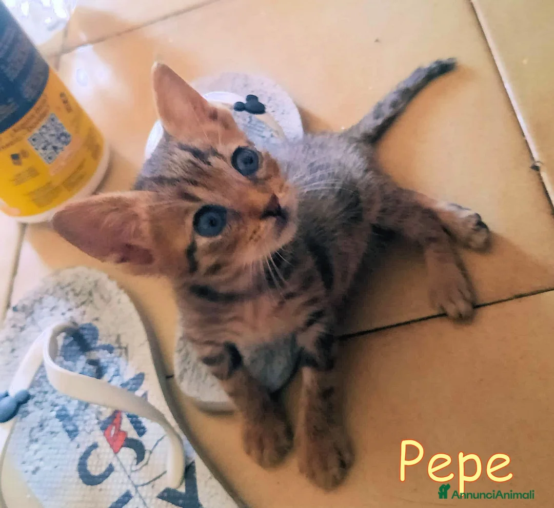 Europeo gatti in regalo:  PEPE DOLCISSIMO GATTINO DI DUE MESI - Annuncio 2