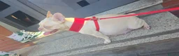 Bulldog Francese cani in vendita: Bulldog francesi esotici a Città Metropolitana di Napoli - Annuncio 1