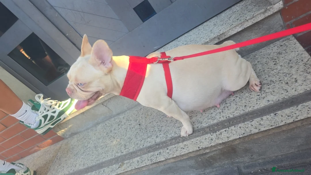 Bulldog Francese cani in vendita: Bulldog francesi esotici a Città Metropolitana di Napoli - Annuncio 1