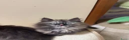 Siberiano gatti in vendita: Ultima meravigliosa cucciola disponibile  - Annuncio 3