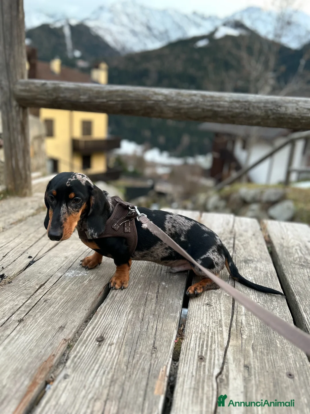 Bassotto cani per accoppiamento: Bassotto Arlecchino per monta (Bologna) a Città Metropolitana di Bologna - Annuncio 7