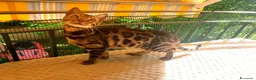 Bengala gatti in vendita: Dolcissima gattina Bengala  - Annuncio 5