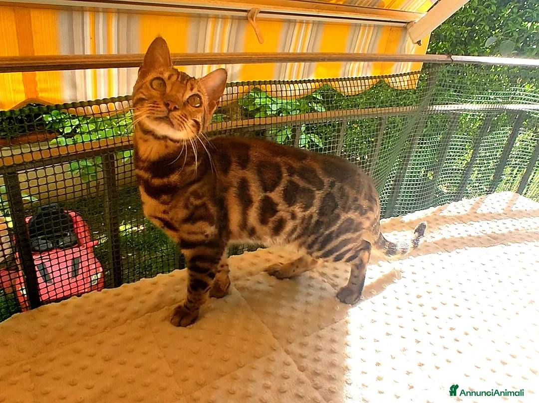 Bengala gatti in vendita: Dolcissima gattina Bengala  - Annuncio 5