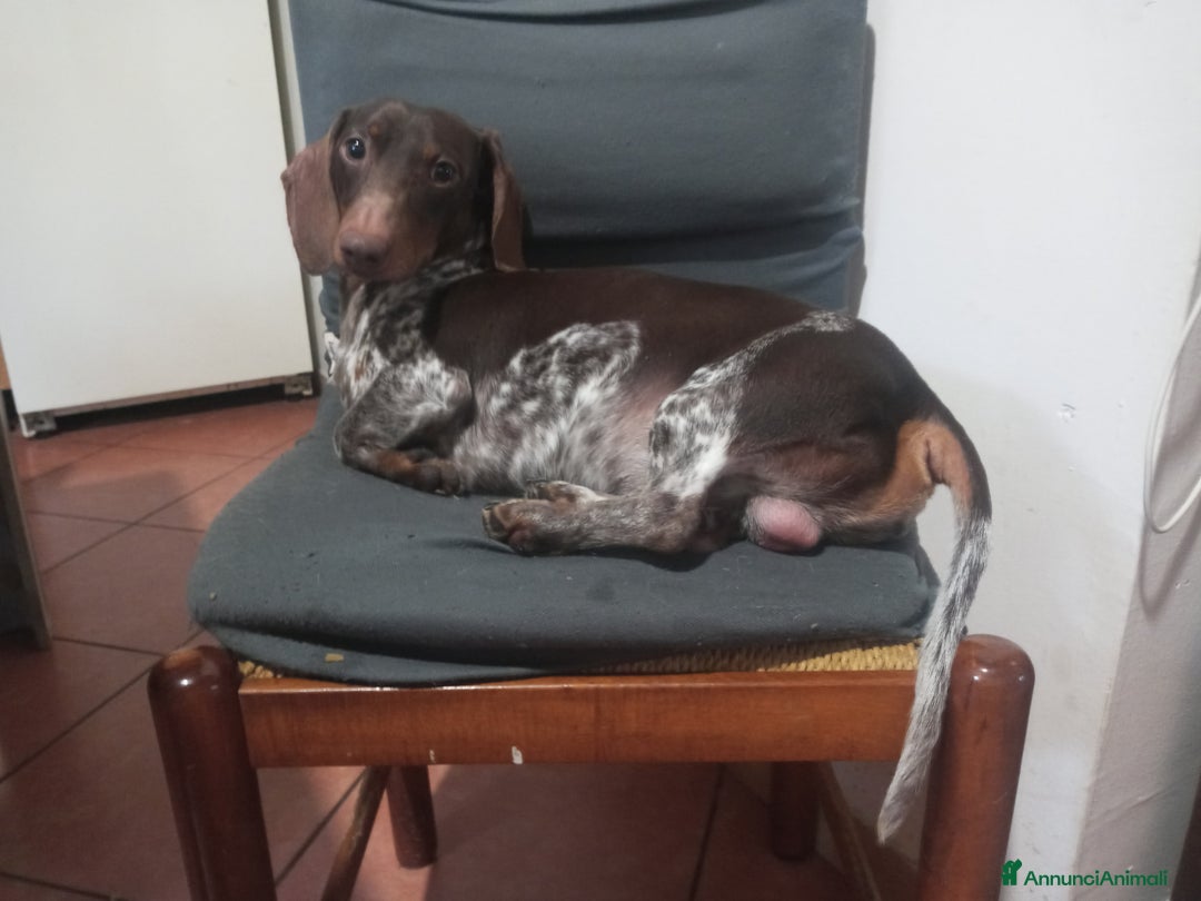 Bassotto cani per accoppiamento: Bassotto piebadl - Annuncio 1