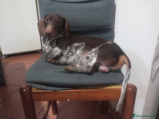 Bassotto cani Bassotto piebadl - Annuncio 3