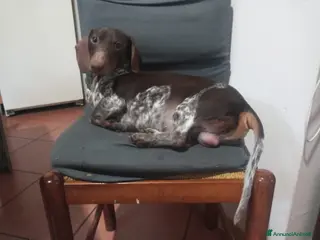 Bassotto cani Bassotto piebadl - Annuncio 25