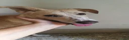 Meticcio cani in regalo: Regalo meticcio - Annuncio 4